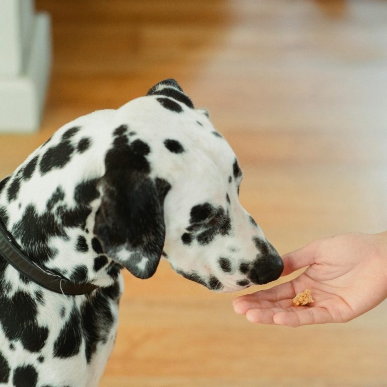 A blue Greyhound puppy with blue eyes and a red collar looks just off centre at the camera.