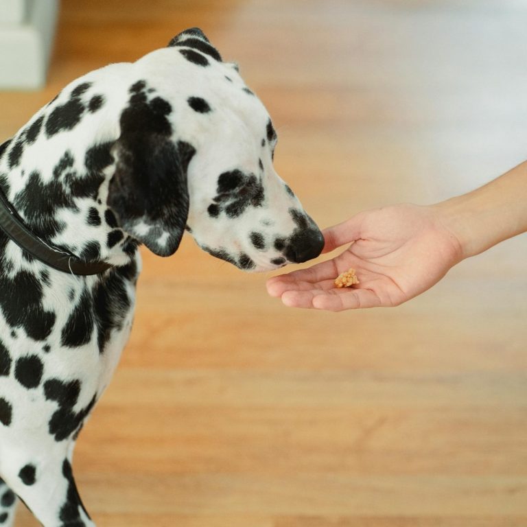 A blue Greyhound puppy with blue eyes and a red collar looks just off centre at the camera.