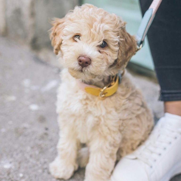 A blue Greyhound puppy with blue eyes and a red collar looks just off centre at the camera.