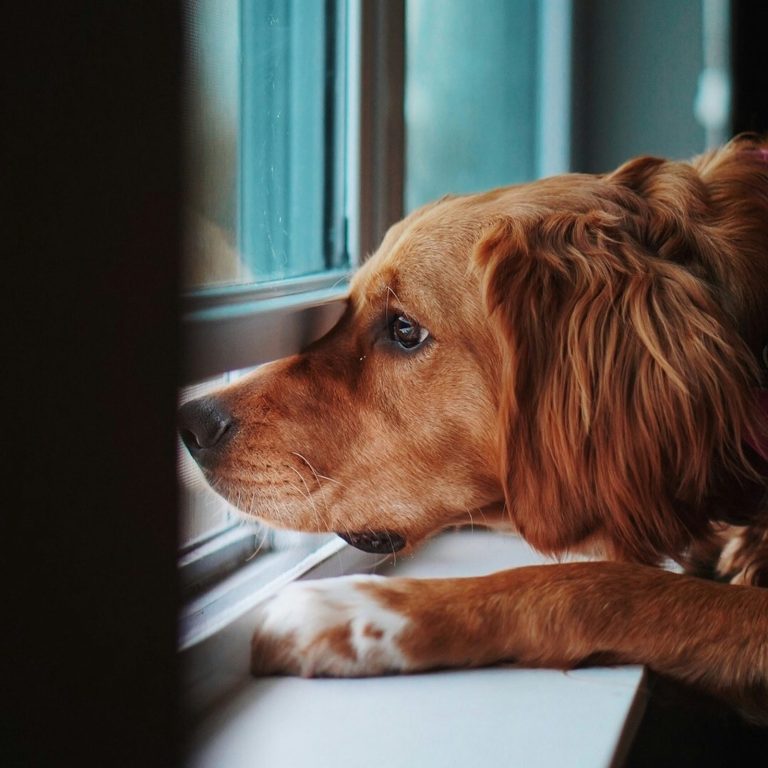 A red setter lies with it's head on the bed appearing to be looking out of a window.