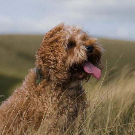 A young scruffy terrier looks off to the side.